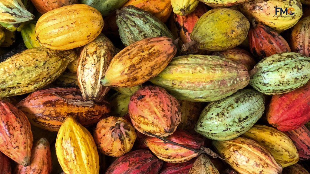 Cacao fruit in Can Tho