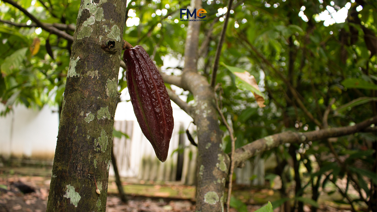 Cacao tree in Can Tho