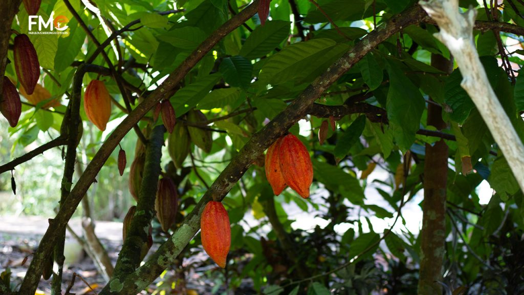 Cocoa tree in the garden