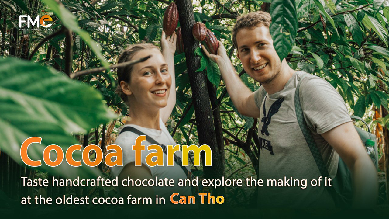 Muoi Cuong Cocoa farm in Can Tho