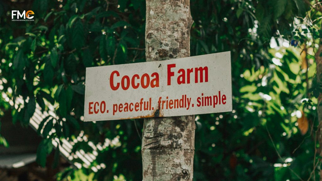 Muoi Cuong cocoa Farm in Can Tho