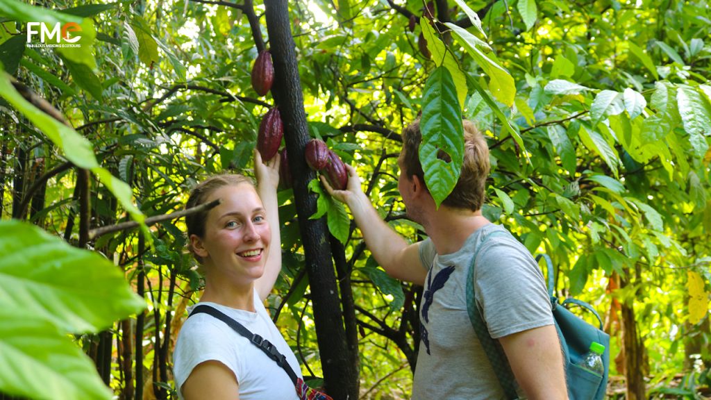 Tourist visit cocoa farm in Can Tho