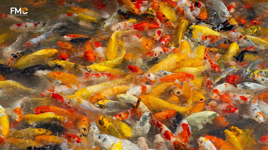 Koi fish on fish farm