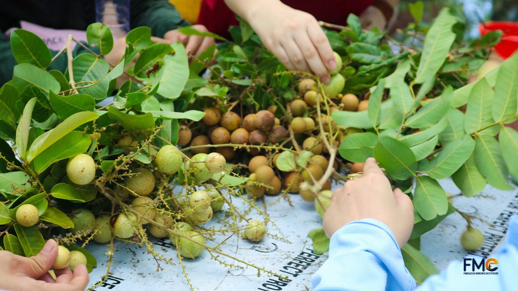 Pick and taste fresh fruits in the gardent