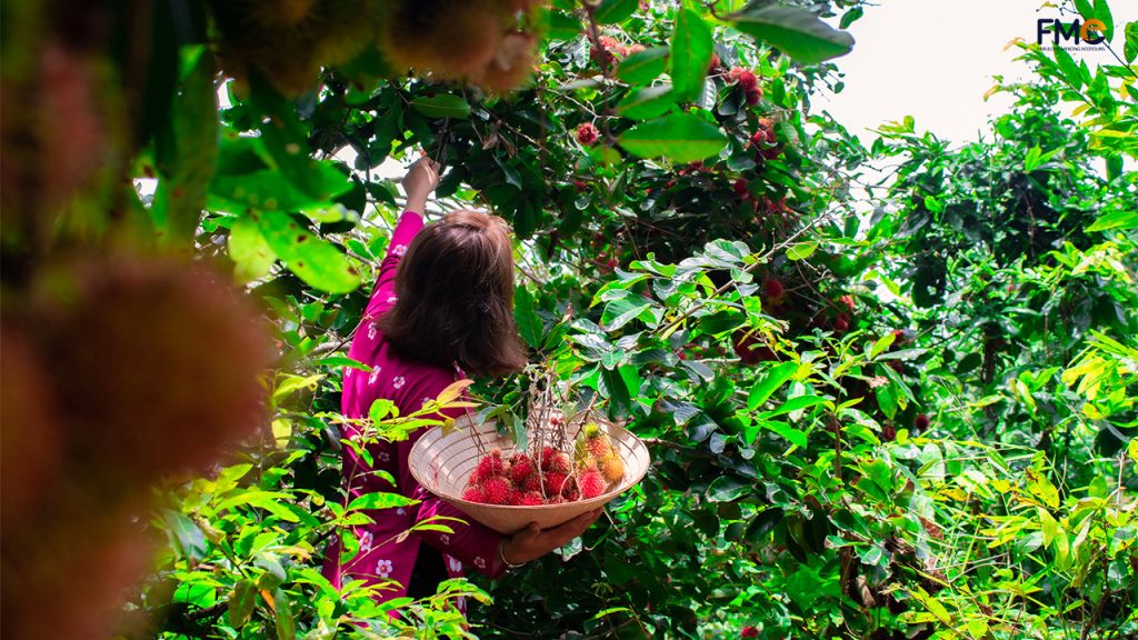 Pick fresh rambutan fruit on Son islet