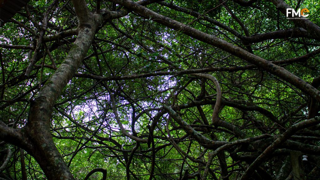 Gian Gua tree garden