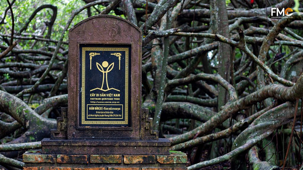 Recognition heritage tree board of Gian Gua