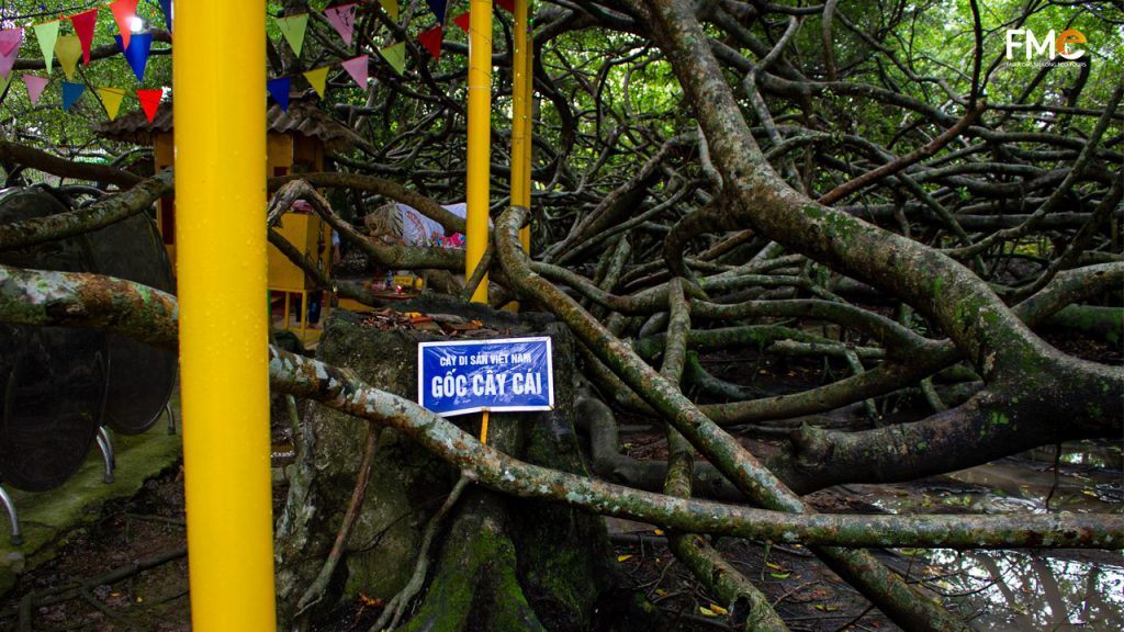 The main root of ficus tree inside Gian Gua