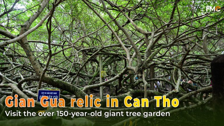 Gian Gua relic in Can Tho, 150-year-old giant tree garden