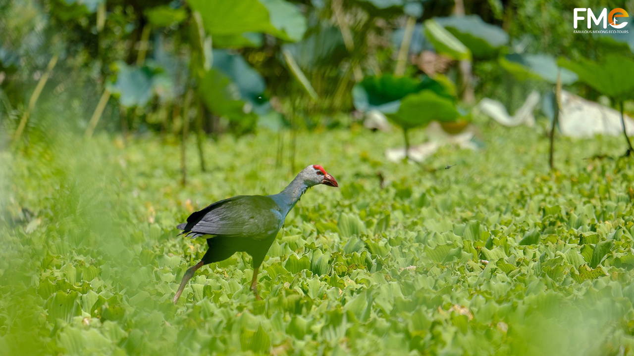 Birds in Tra Su forest