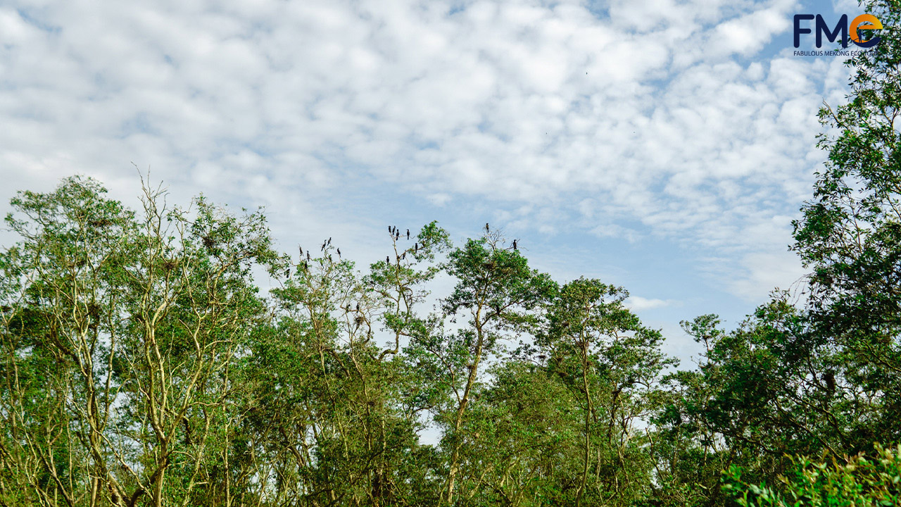 Birds tree in Tra Su forest