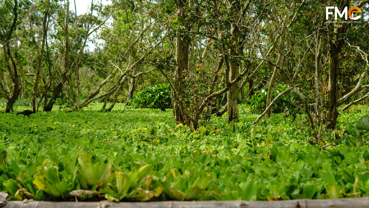 Tra Su cajuput forest in An Giang