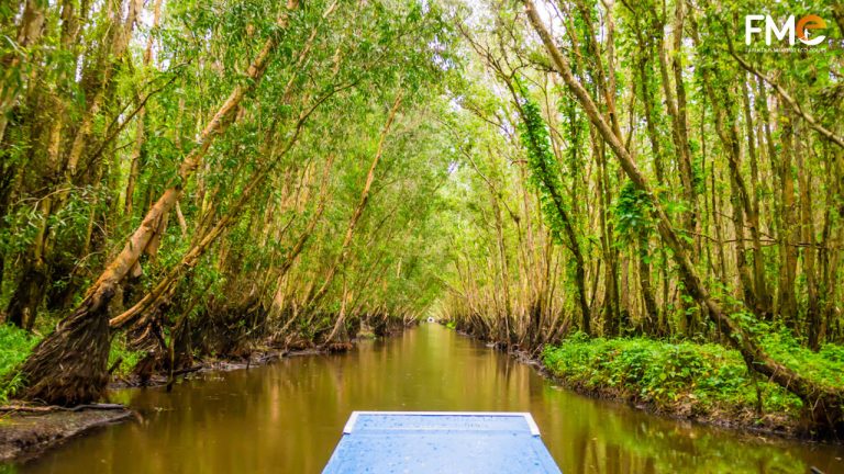 A beautiful view on a boat through Tra Su forest