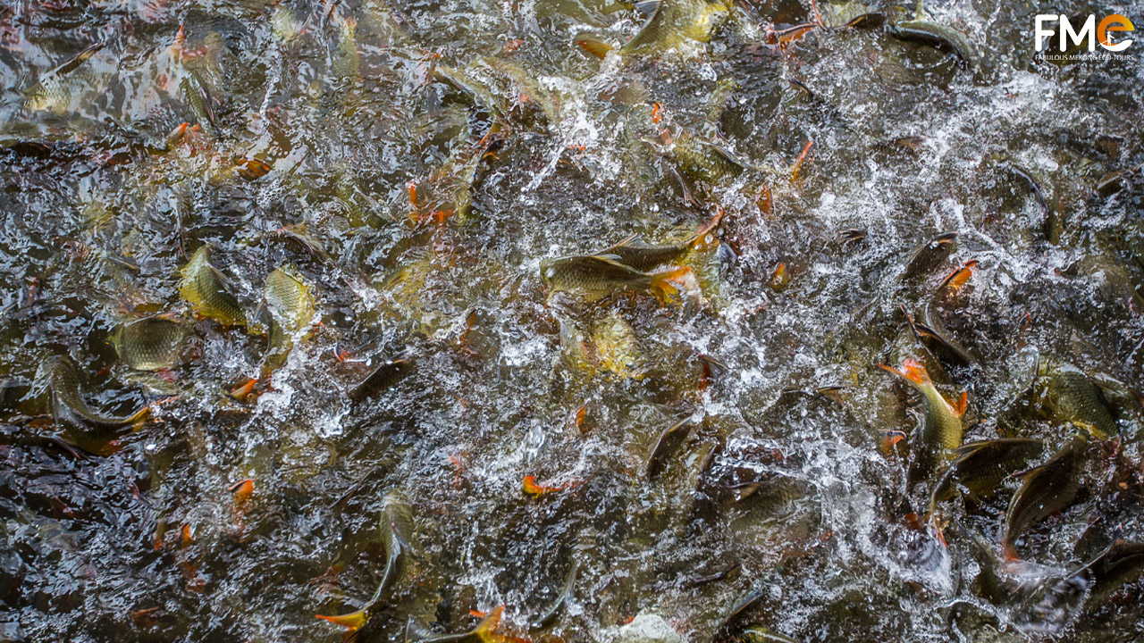 A chaotic swimming scene of a school of fresh water fish