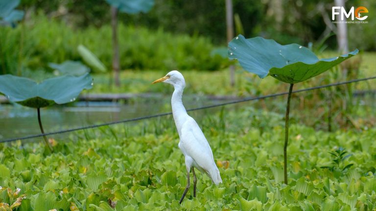 A stork in perching in a lotus pond looking far away