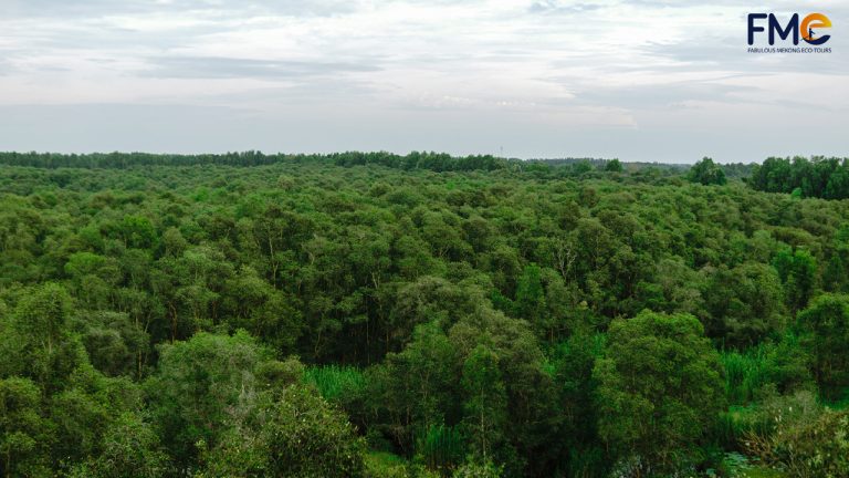 An open view of the Tra Su forest