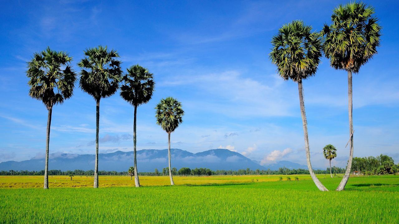 Sugar palm tree in An Giang