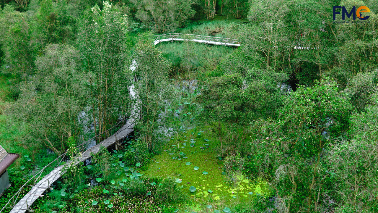 The longest wooden bridge looking from abouve in Tra Su bird sanctuary