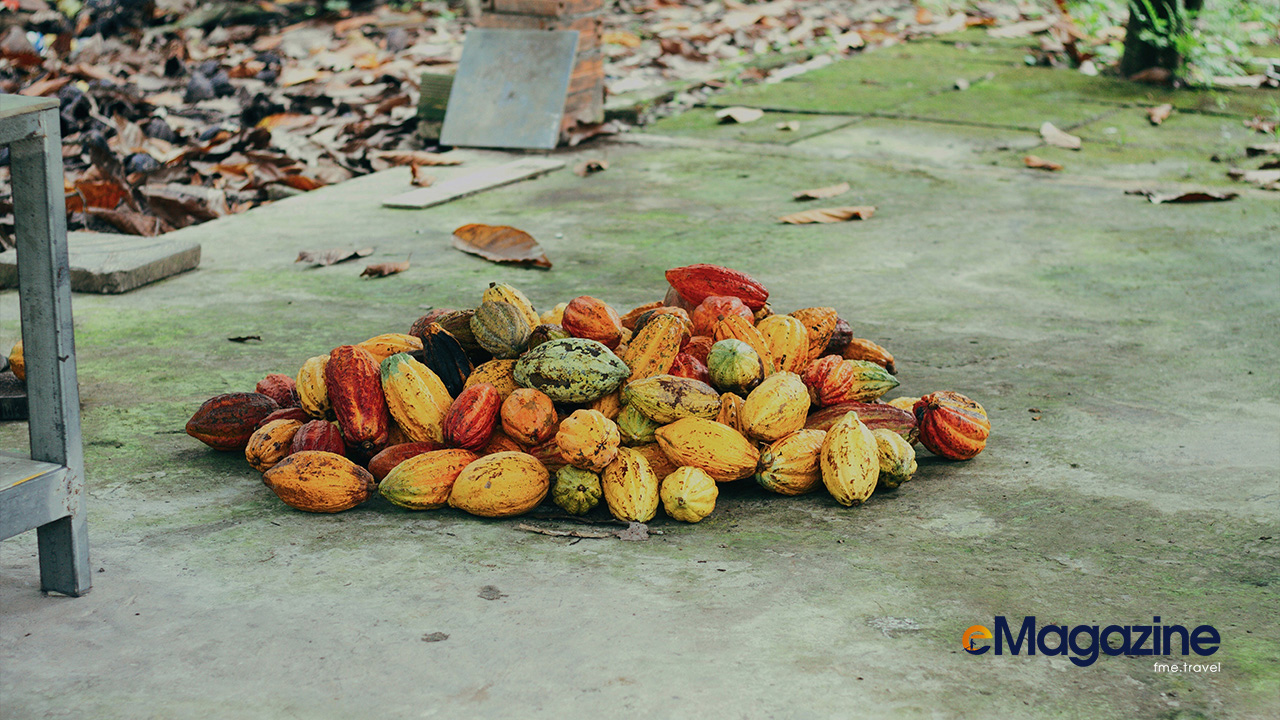 Cocoa fruits in Can Tho cocoa farm