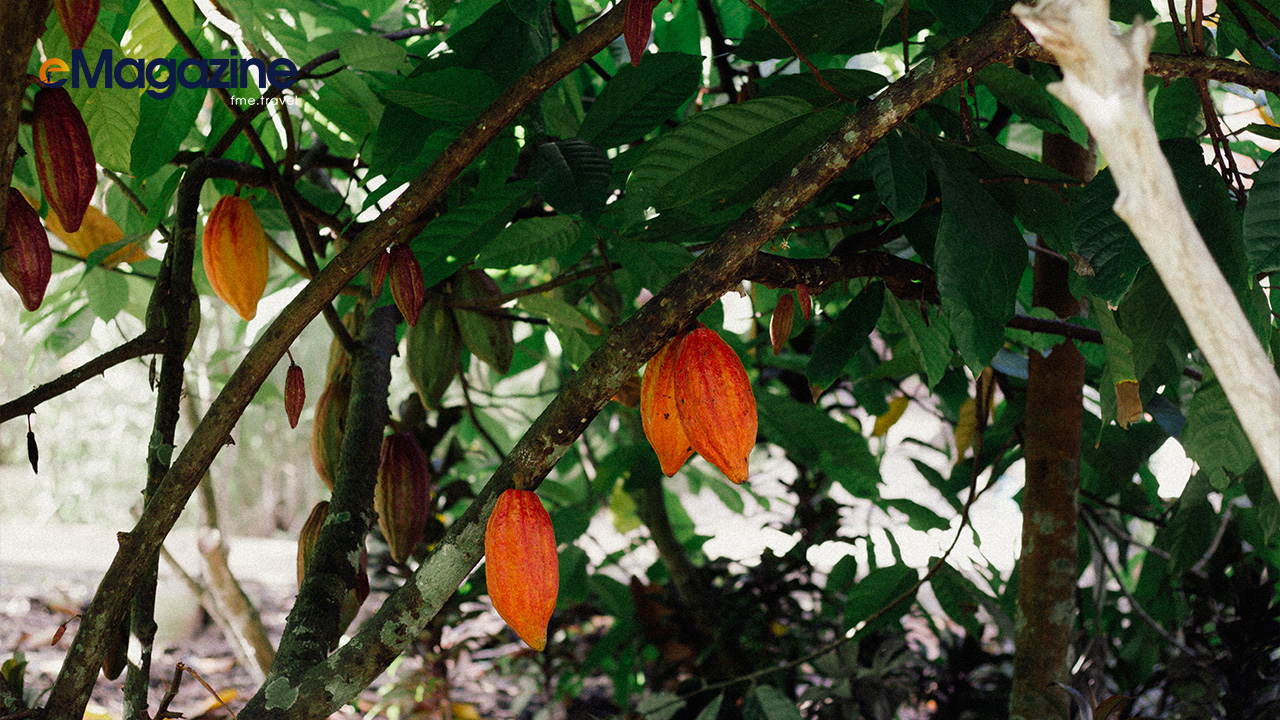Cocoa trees