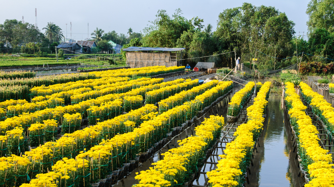 Colorful flower village in Dong Thap full day tour