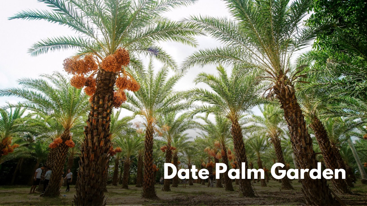 Date Palm Garden