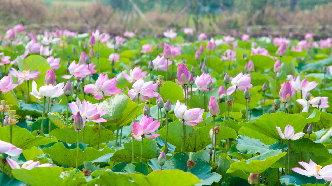 Explore and immerse in the beauty of lotus flowers in Dong Thap full day tour