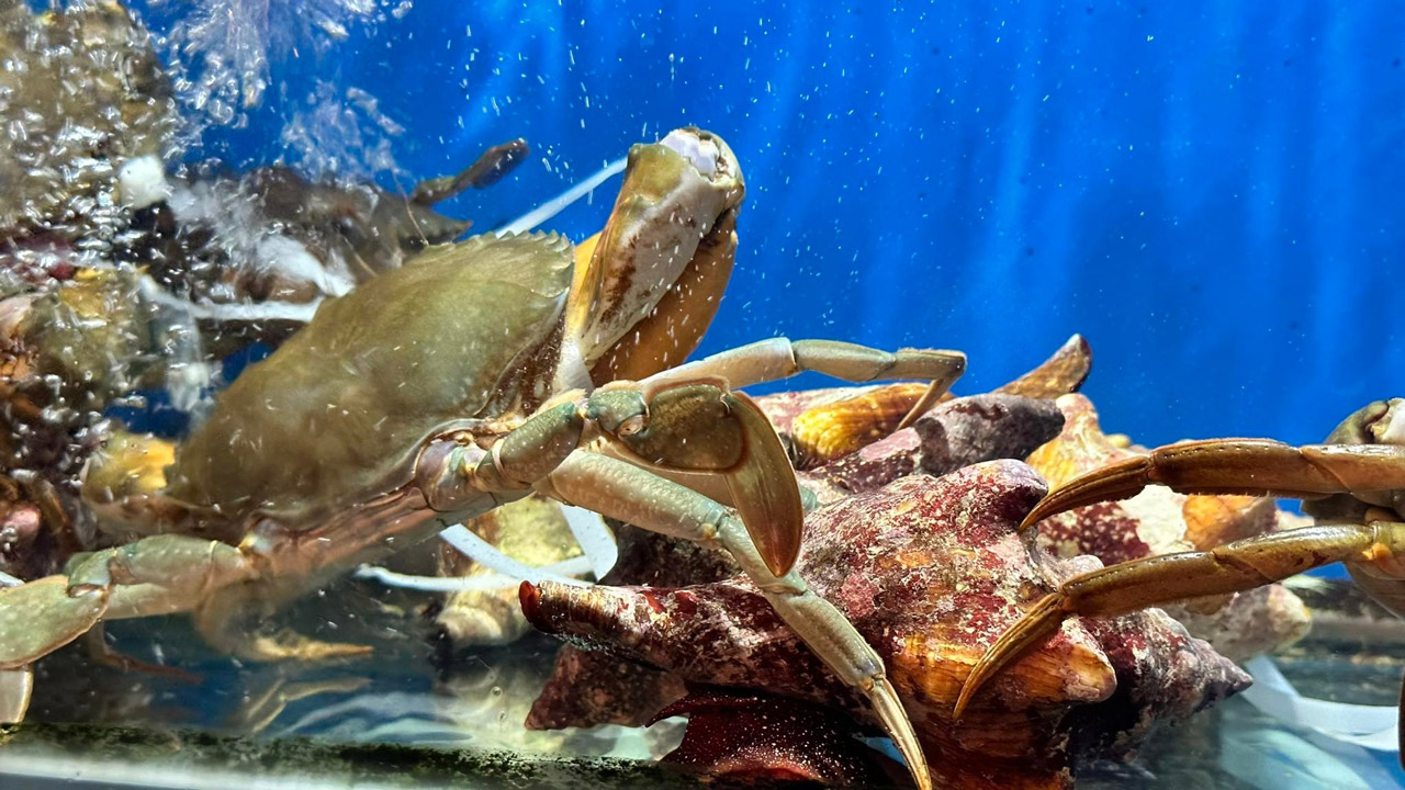 Fresh seafood tank