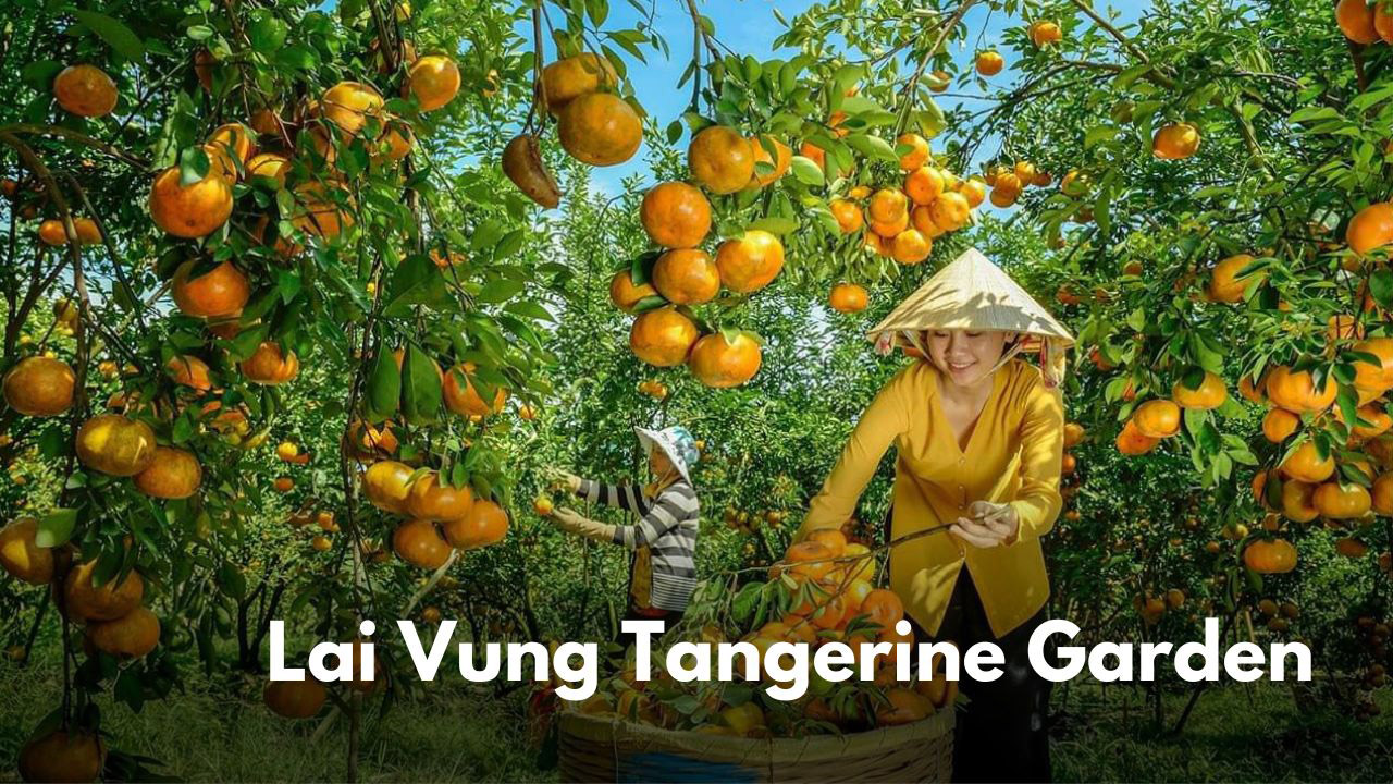 Lai Vung Tangerine Garden
