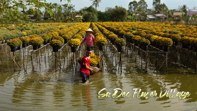 Explore Sa Dec Flower Village: A paradise of colorful