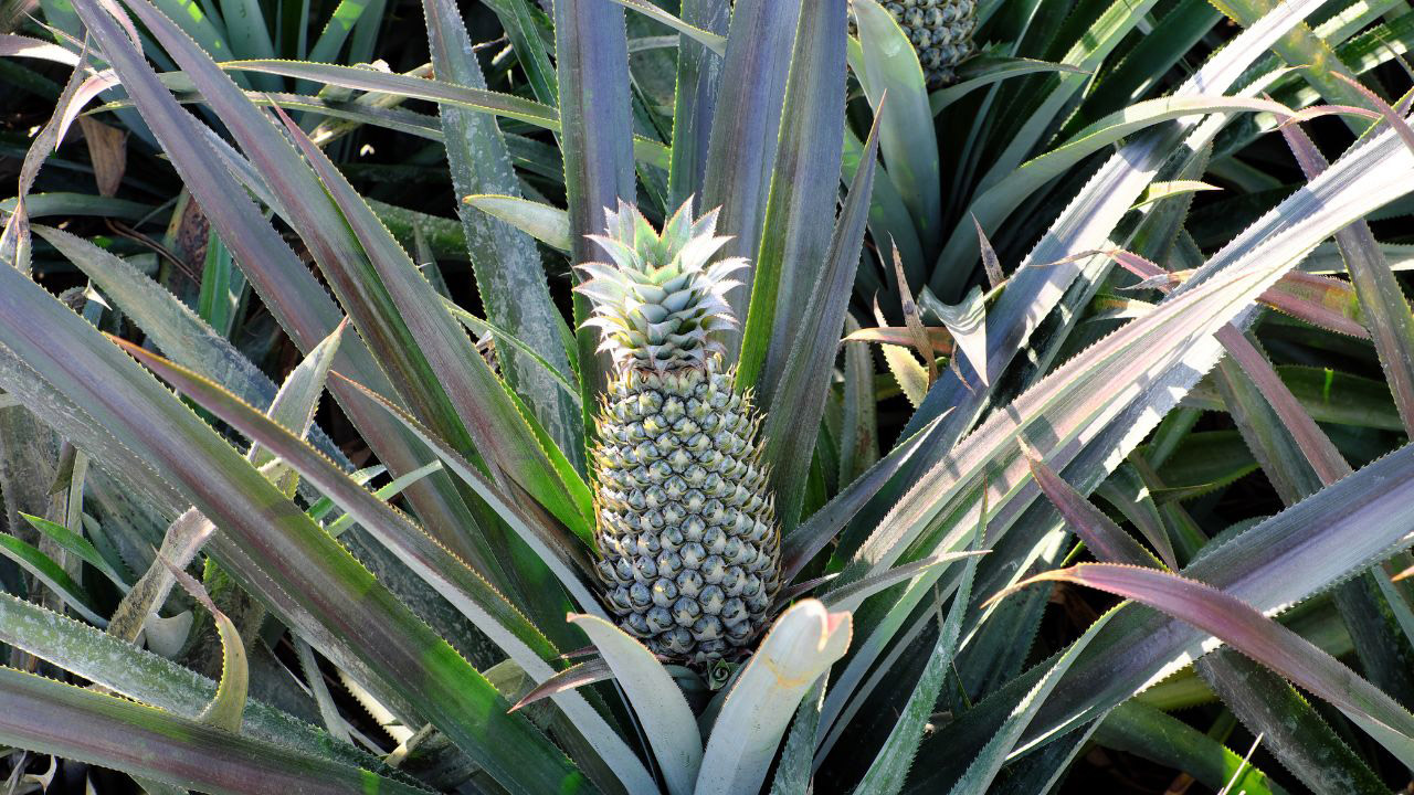 Pineapple in garden