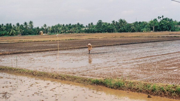 rice farmers in Vinh Long