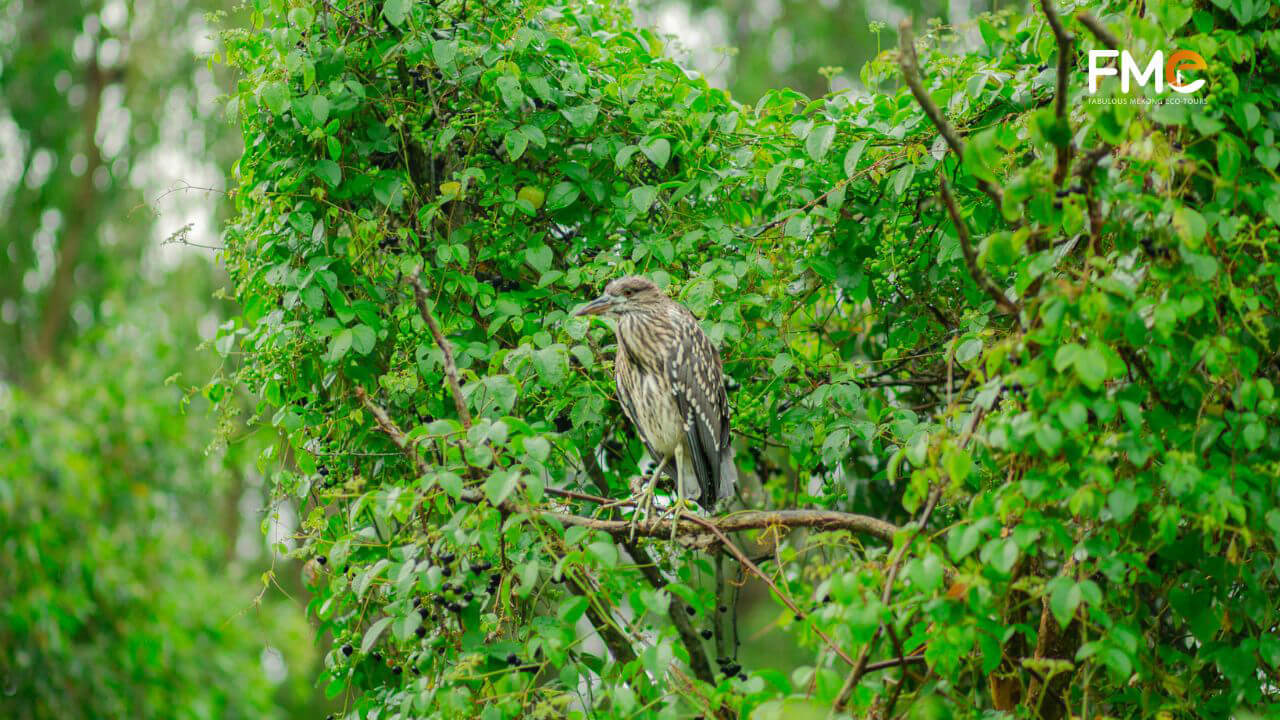 Bird species live in cajuput forest of An Giang