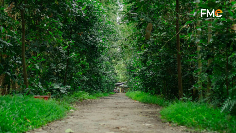 The peaceful walking path in Tra Su Cajuput forest