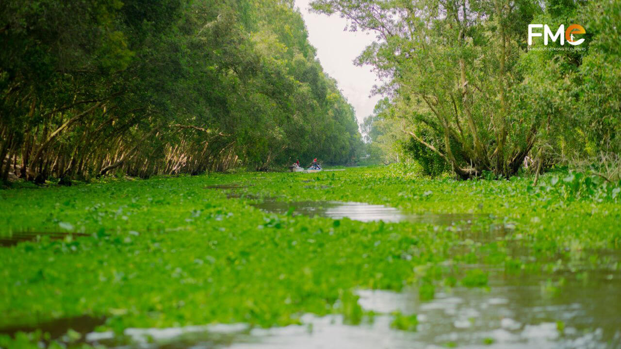 Wonderful waterways in Tra Su cajuput forest