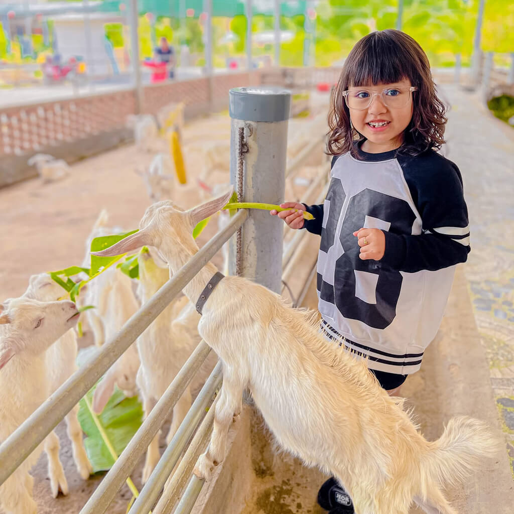 A child feeds goats at Dong Nghi Dairy Goat Farm in Tien Giang