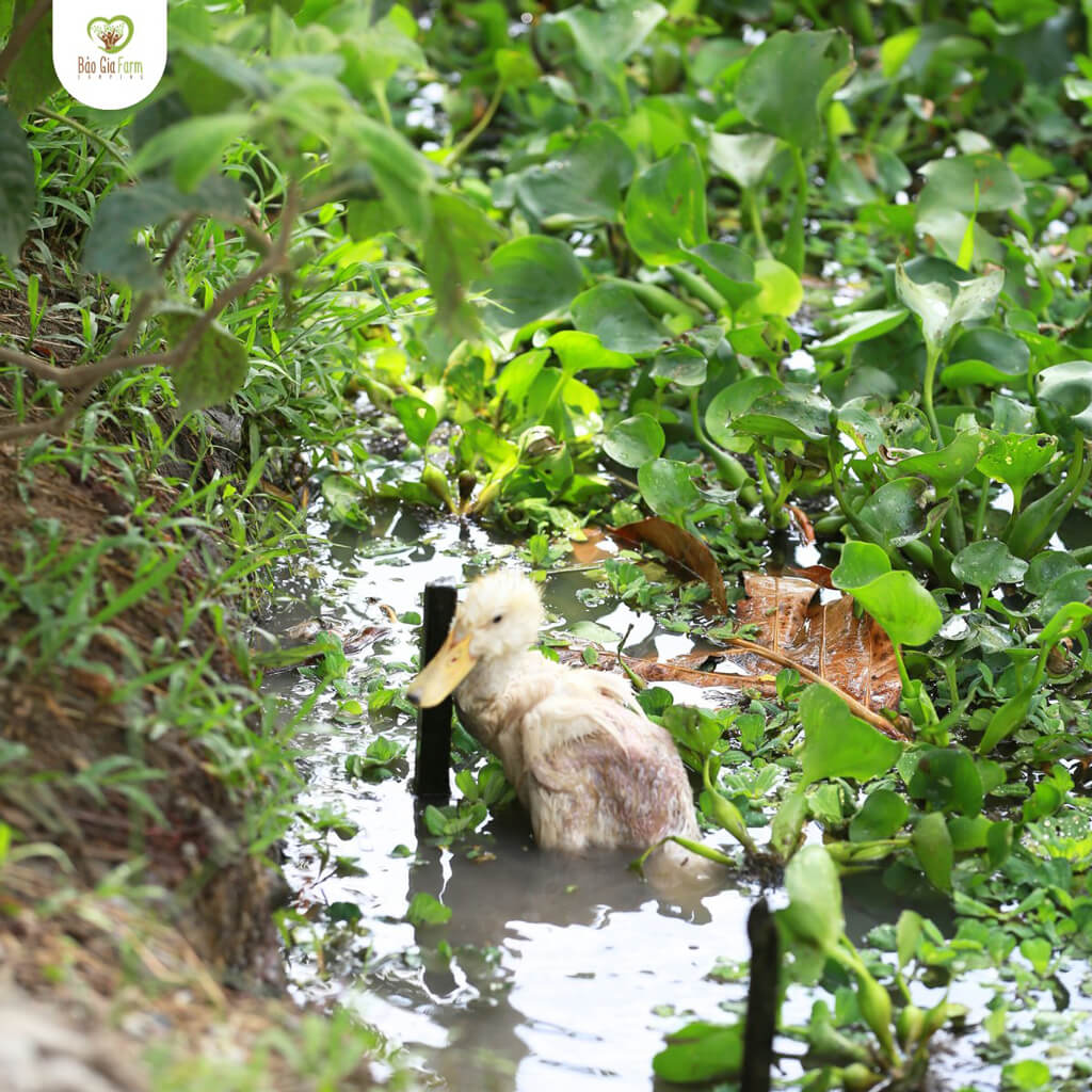 A duck wading in the water at Bao Gia Farm Camping Hau Giang