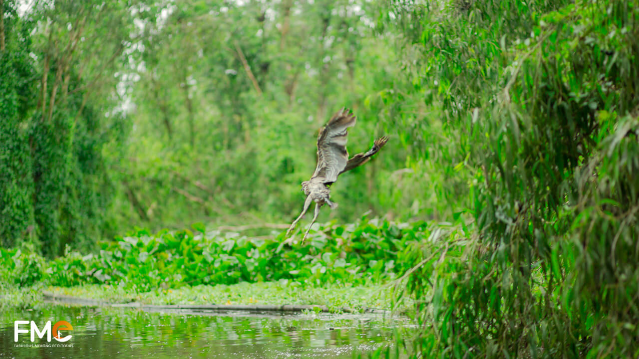 Bird flying in the Tra Su forest