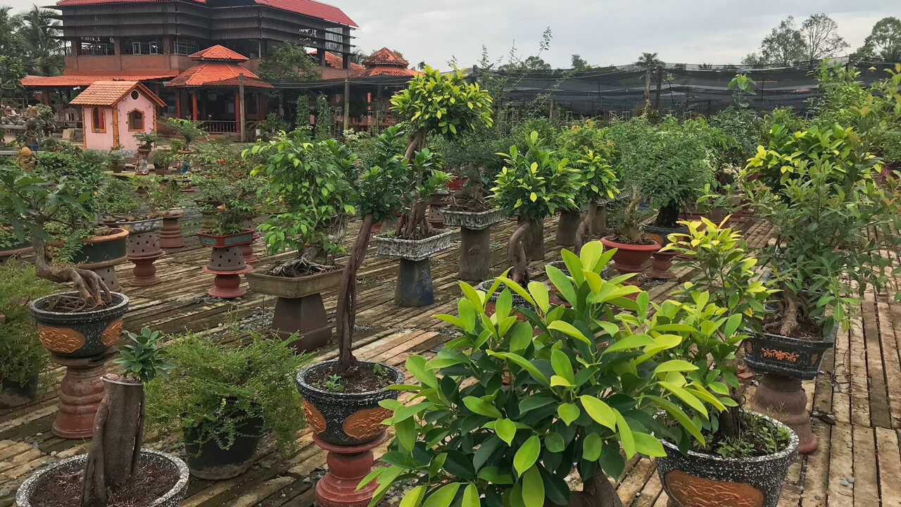 Bonsai area at Dien Lan Thon Trang in Tien Giang