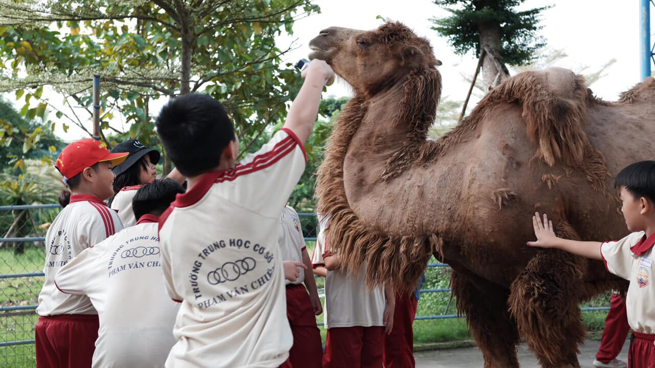 Children play with camels at My Quynh Safari in Long An