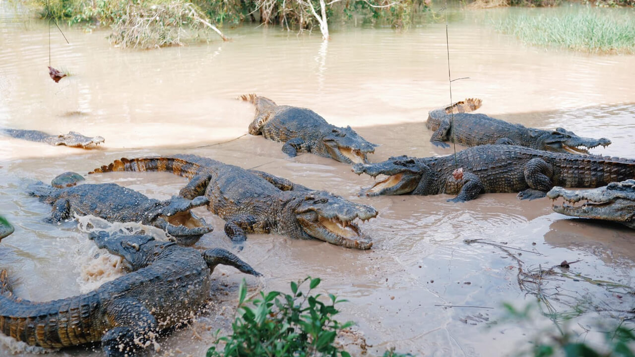 Crocodile cage at My Quynh Safari in Long An