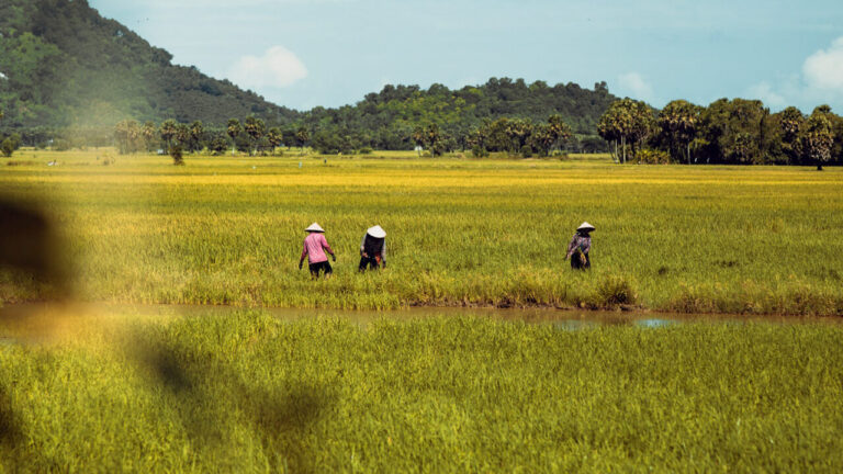 Farmers farming in An Giang during flood season
