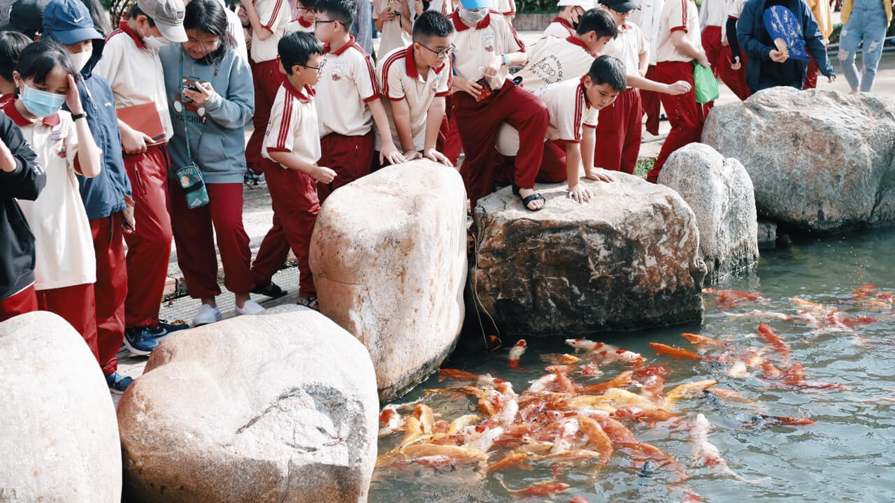 Feeding Koi fish at My Quynh Safari in Long An