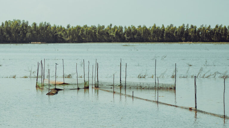 Fishermen's fish traps in An Giang during high water season