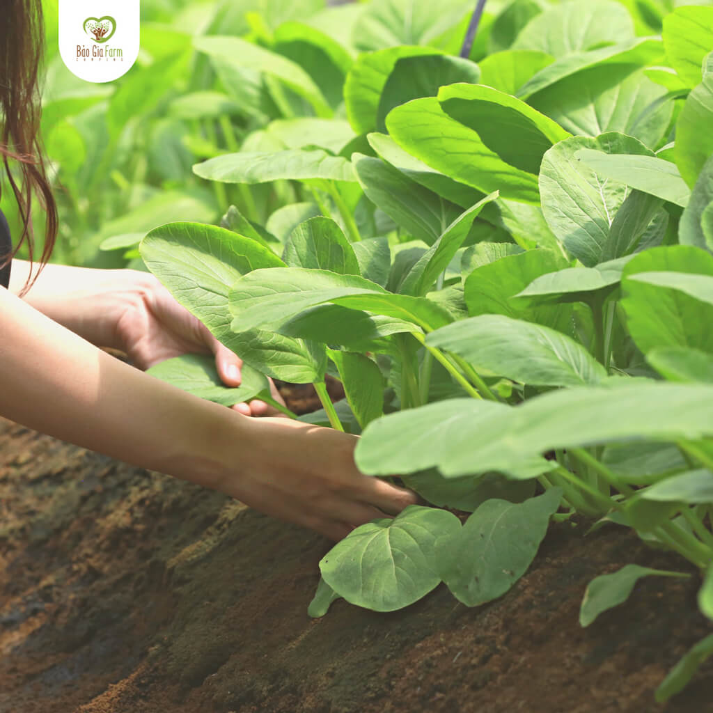 Harvesting vegetables at Bao Gia Farm Camping Hau Giang