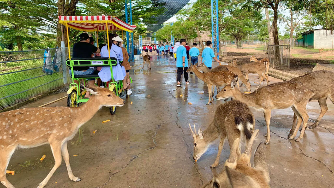 Have fun with deer at My Quynh Safari in Long An