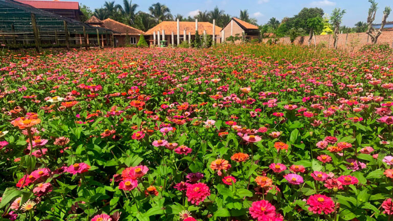 Dien Lan Thon Trang Ecotourism Area – A Captivating Destination in Tien Giang