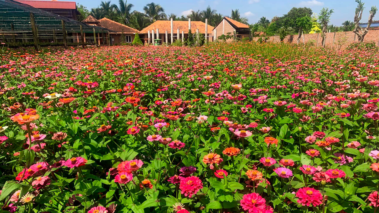 Part of the flower garden area at Dien Lan Thon Trang in Tien Giang