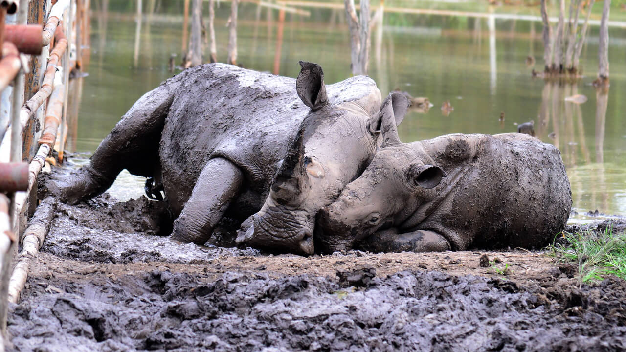 Rhino cage at My Quynh Safari in Long An