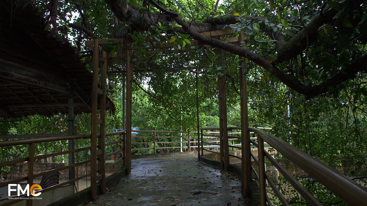 The village path heading to Gian Gua ficus tree